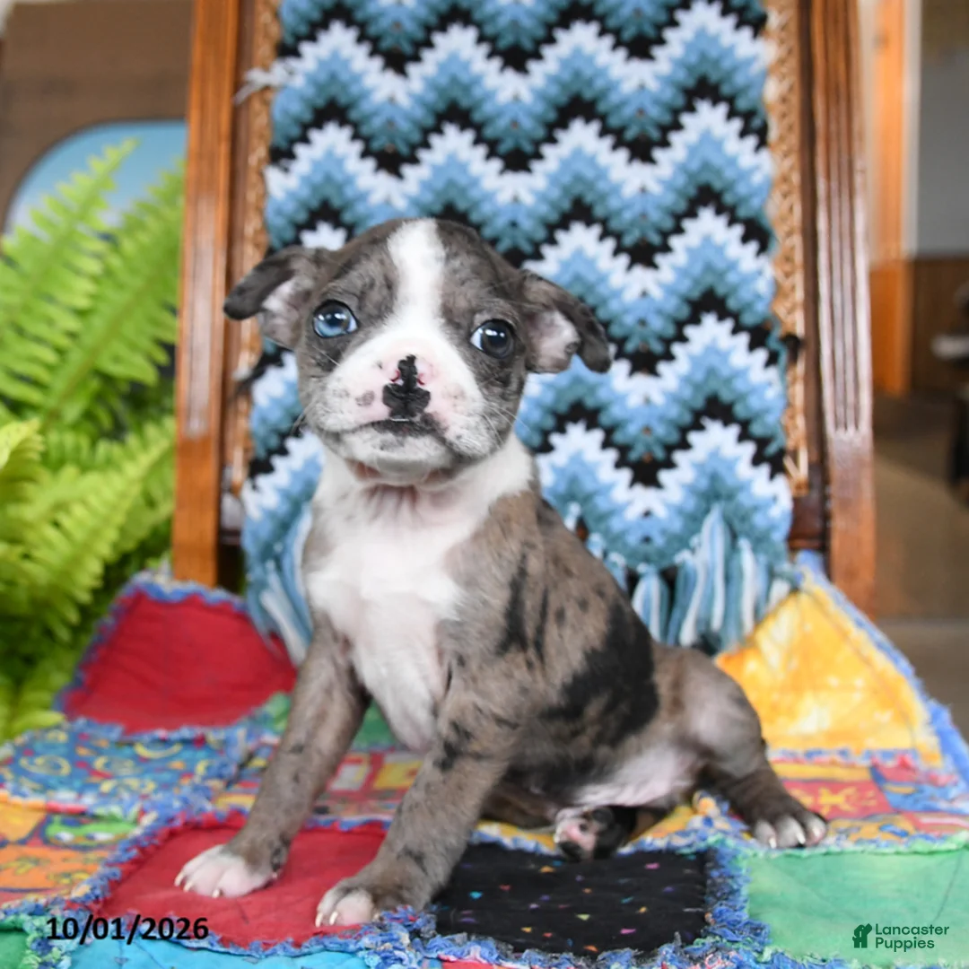 Boston Terrier dogs for sale: Hubble - Ad 1