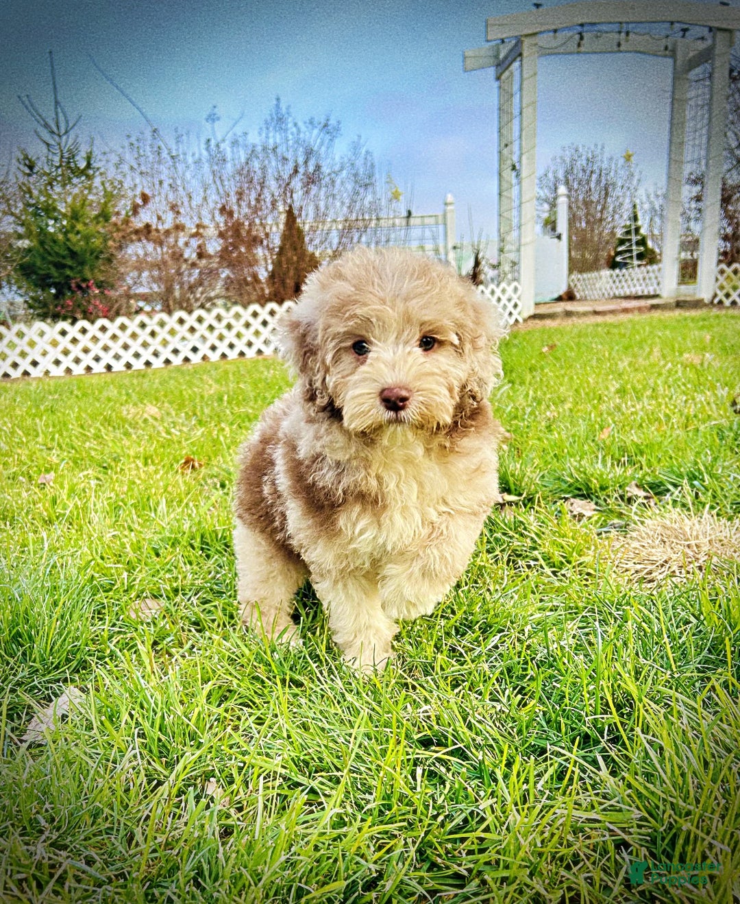 Havapoo dogs for sale: Valor - Ad 5