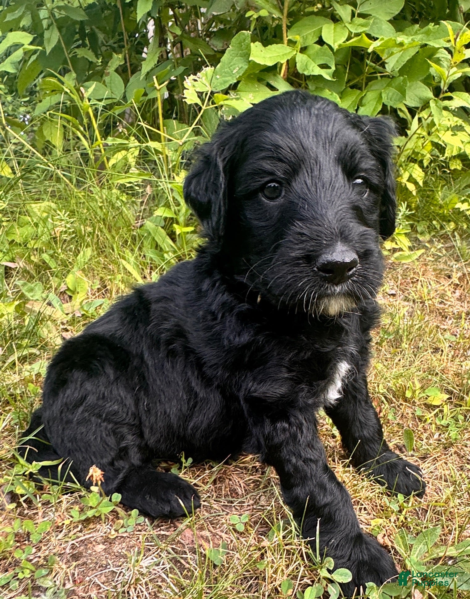 Goldendoodle dogs Sky Lily  - Ad 1
