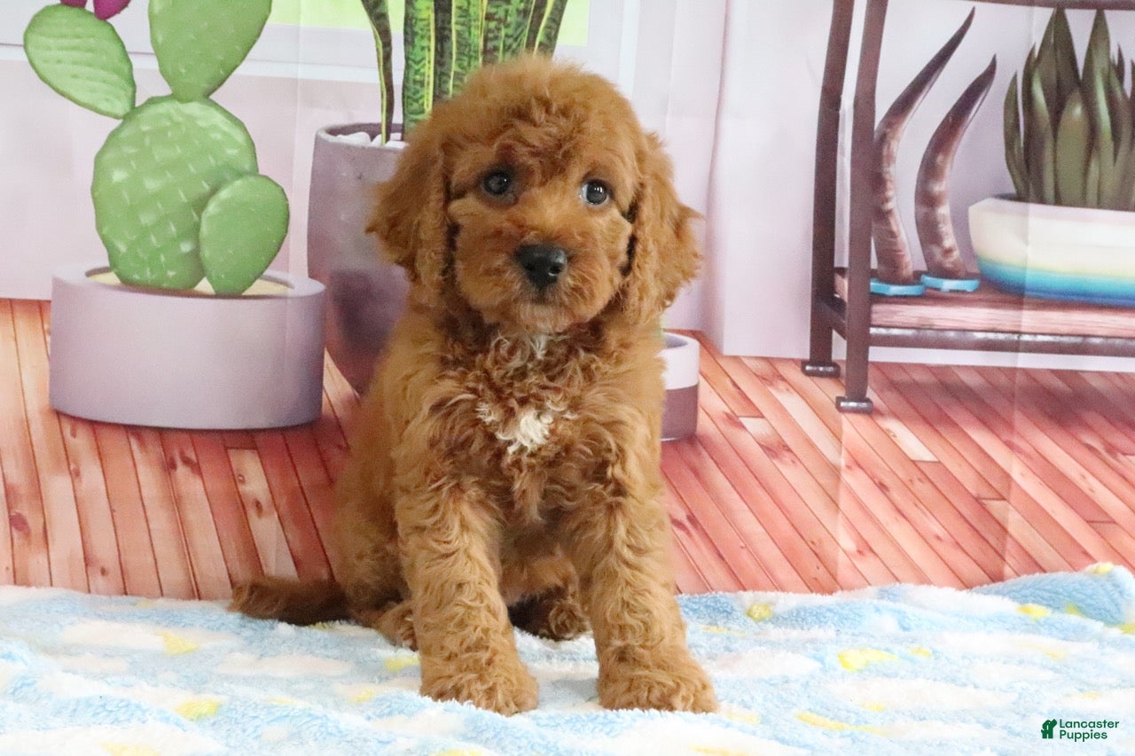 Mini Goldendoodle dogs Kloe - Ad 2