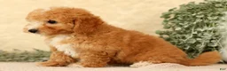 Bichpoo dogs for sale: Yonder - Ad 7