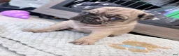 Pug dogs for sale: Bluey  - Ad 1