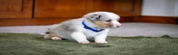 Mixed Breed dogs for sale: Blue - Ad 6