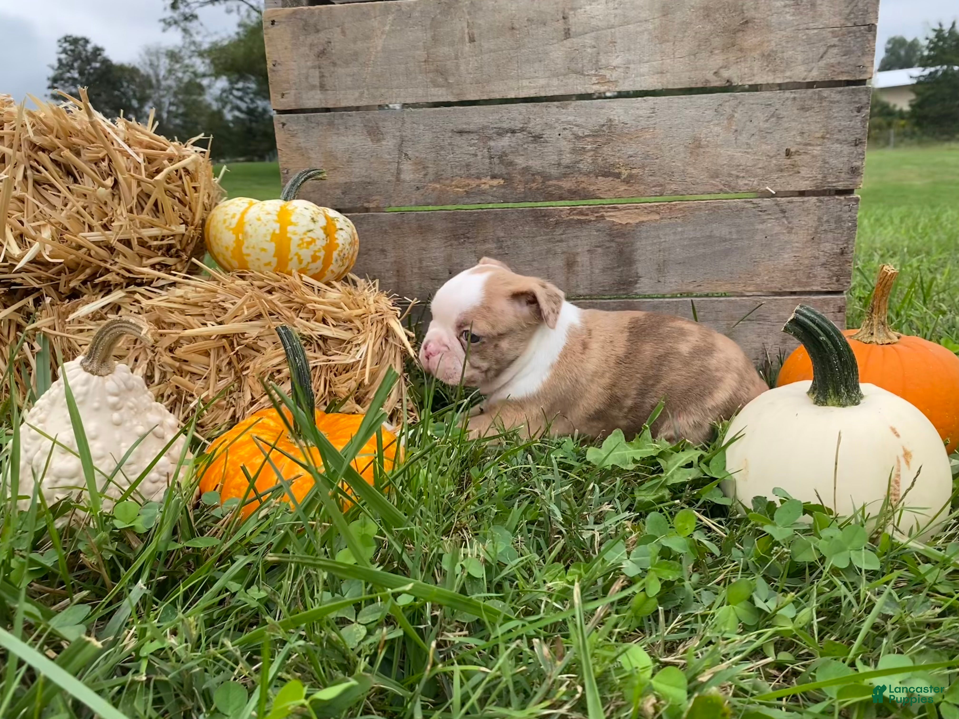 Boston Terrier dogs Maple - Ad 2