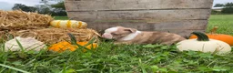 Boston Terrier dogs for sale: Maple - Ad 2