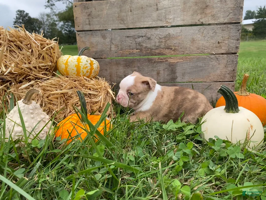 Boston Terrier dogs for sale: Maple - Ad 2