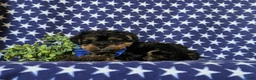 Yorkiepoo dogs for sale: Nelson 7 lbs Full Grown - Ad 5