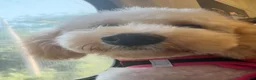 Toy Poodle dogs for sale: Toy Poodle 1 (Nyla) - Ad 3