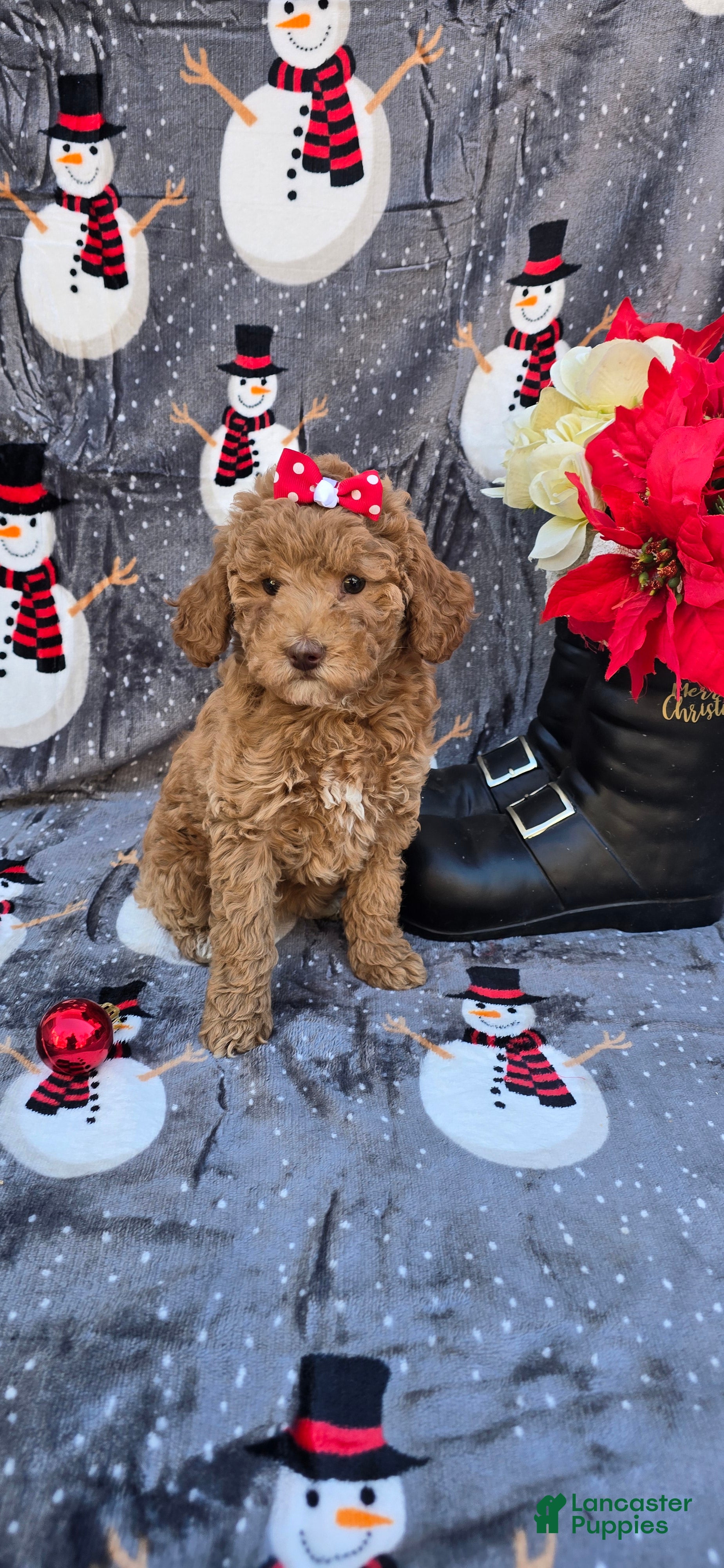 Mini Goldendoodle dogs Ribbon - Ad 10
