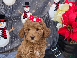 Mini Goldendoodle dogs Ribbon - Ad 21
