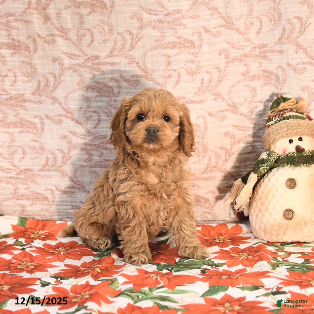 Cockapoo dogs for sale: Joy - Ad 4