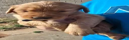 Golden Retriever dogs for sale: Blue Boy - Ad 2