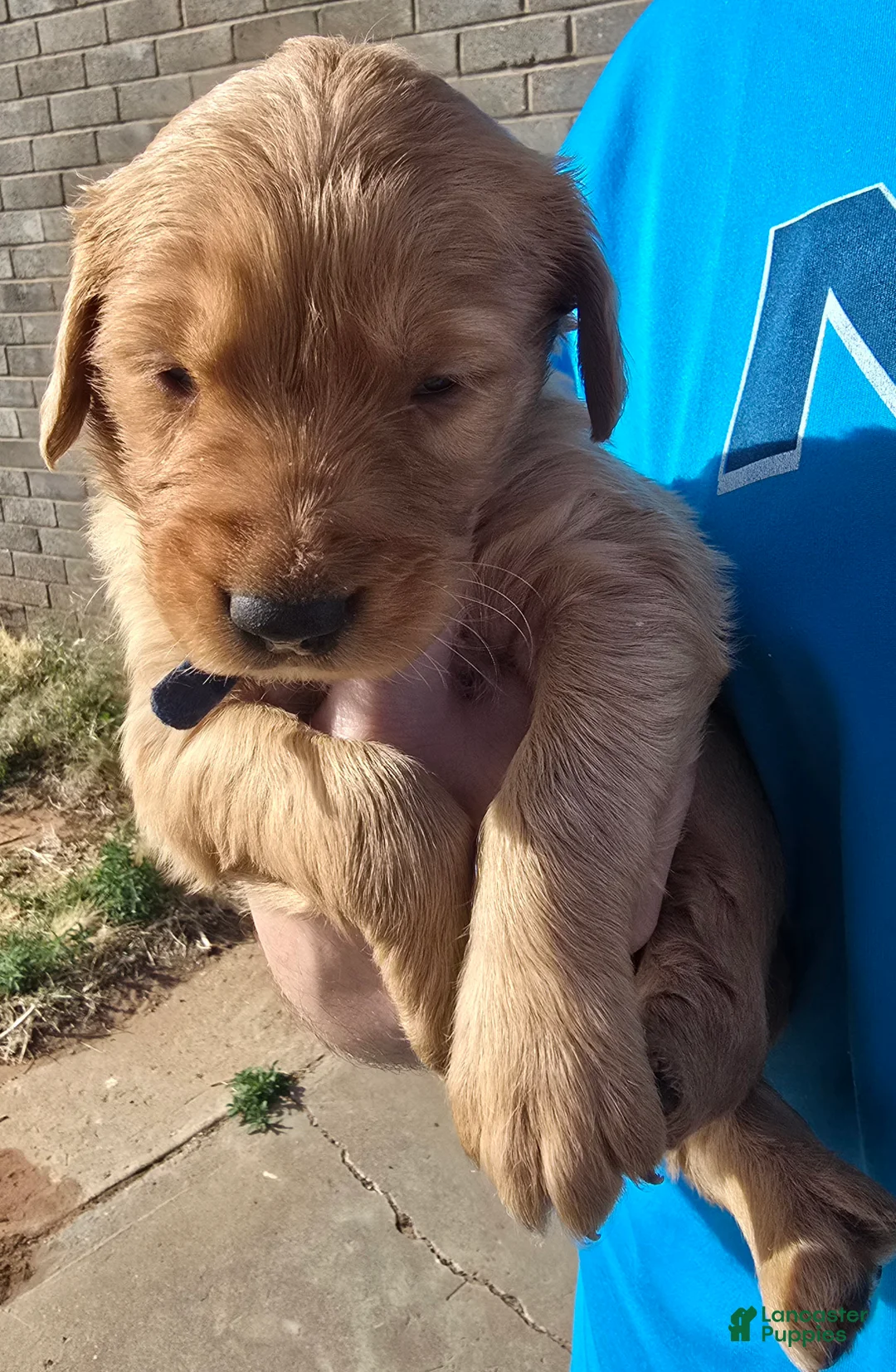 Golden Retriever dogs for sale: Blue Boy - Ad 2