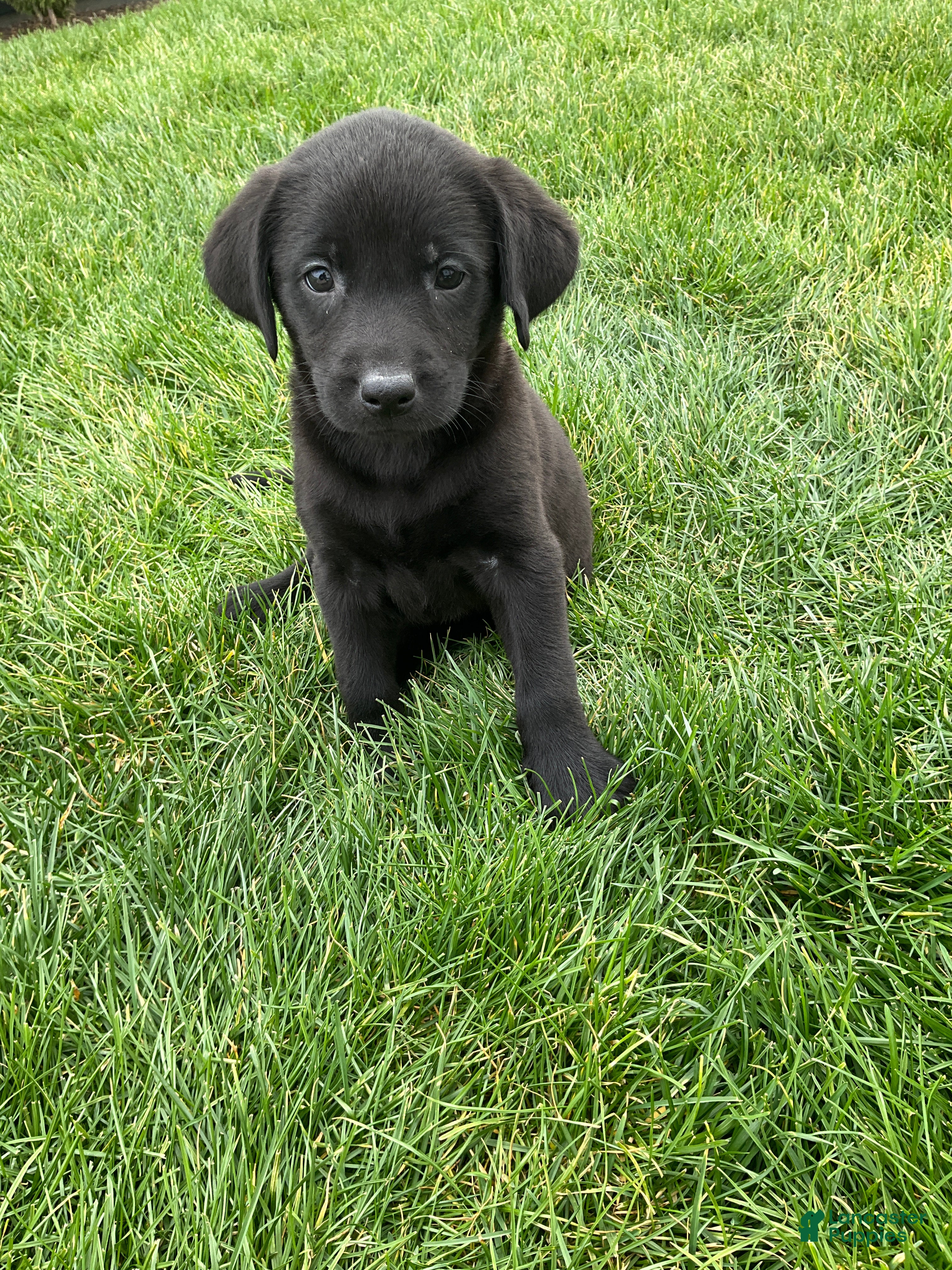 Labrador Retriever dogs Gracie - Ad 1
