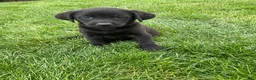 Labrador Retriever dogs for sale: Gracie - Ad 6