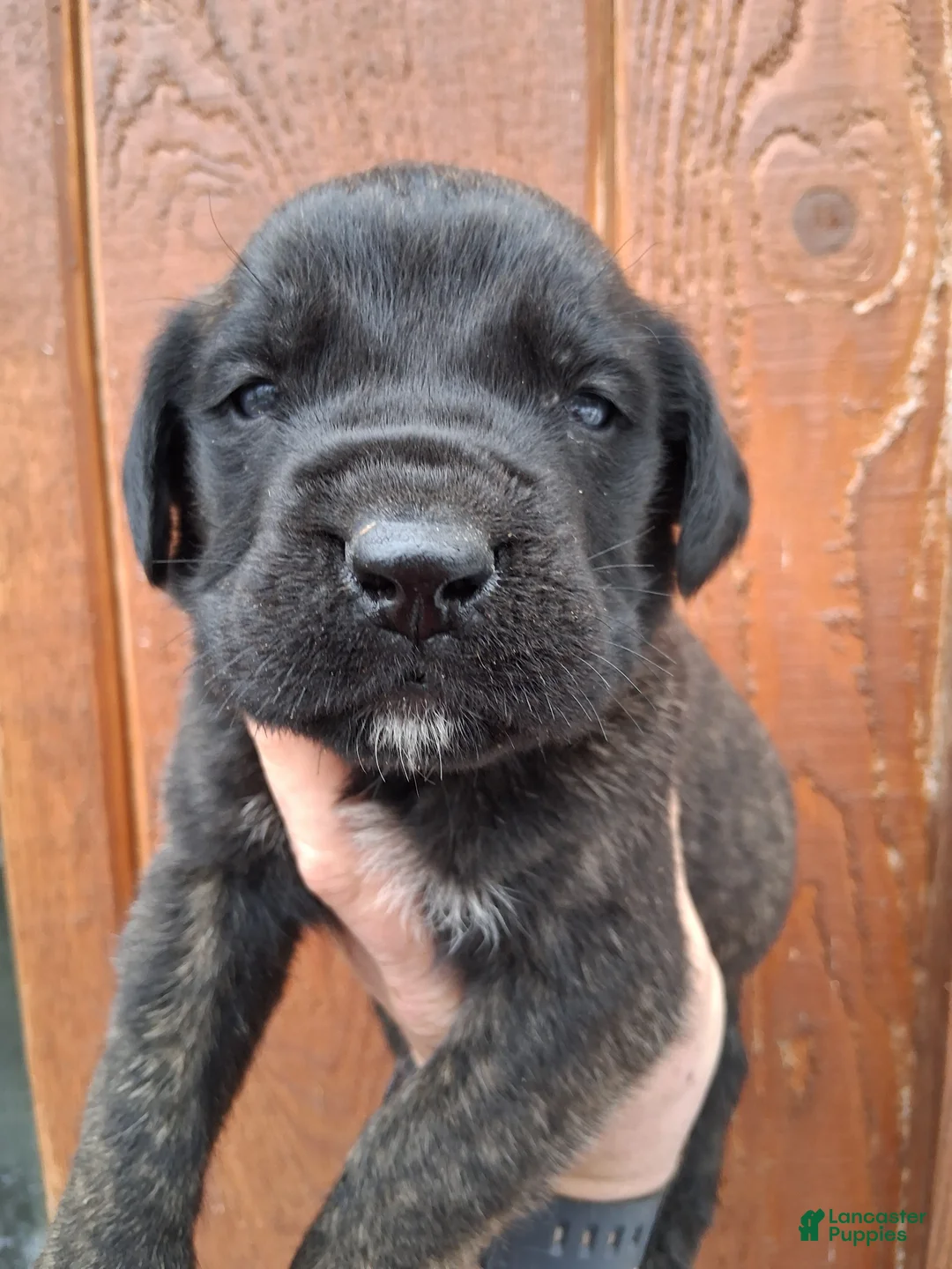 English Mastiff dogs for sale: Diesel - Ad 5