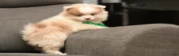 Pomeranian dogs for sale: Pomeranian Puppy 2 - Ad 5