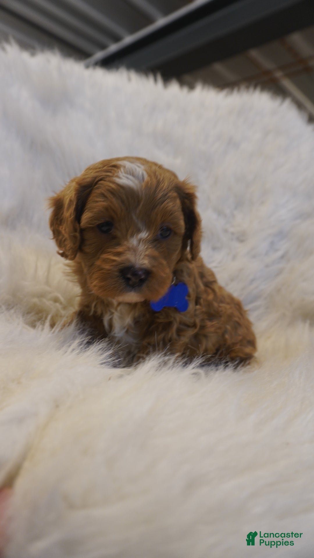 Cavapoo dogs for sale: Icey  - Ad 1
