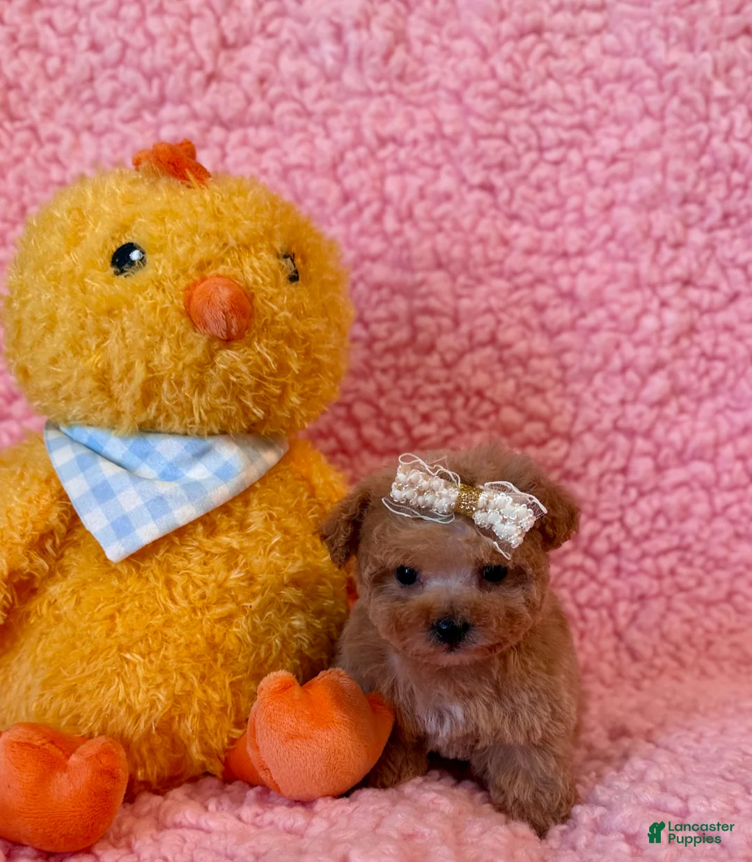 Toy Poodle dogs for sale: Munchkin tiny teacup - Ad 8
