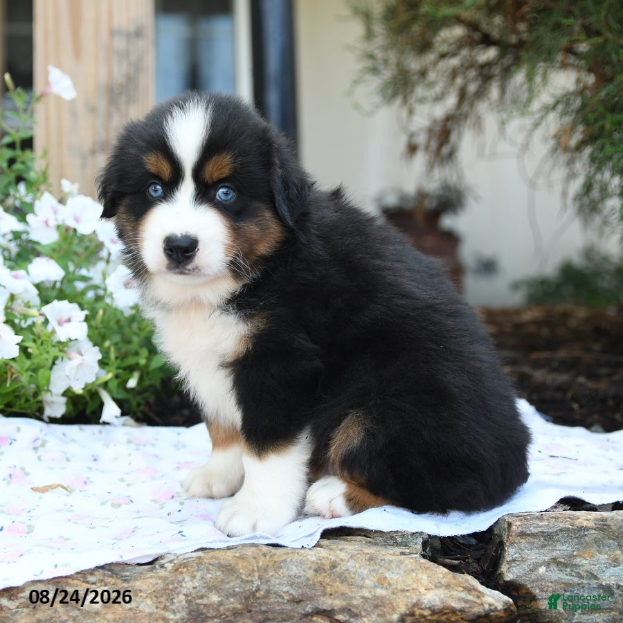 Miniature Australian Shepherd dogs Wollie - Ad 1