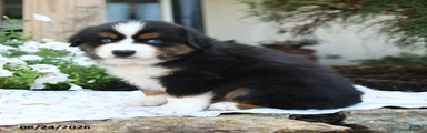Wollie