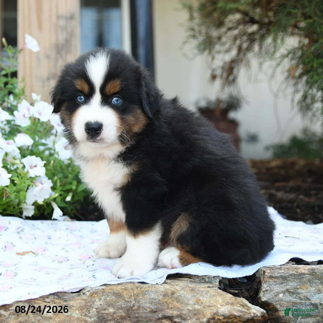 Miniature Australian Shepherd dogs for sale: Wollie - Ad 1