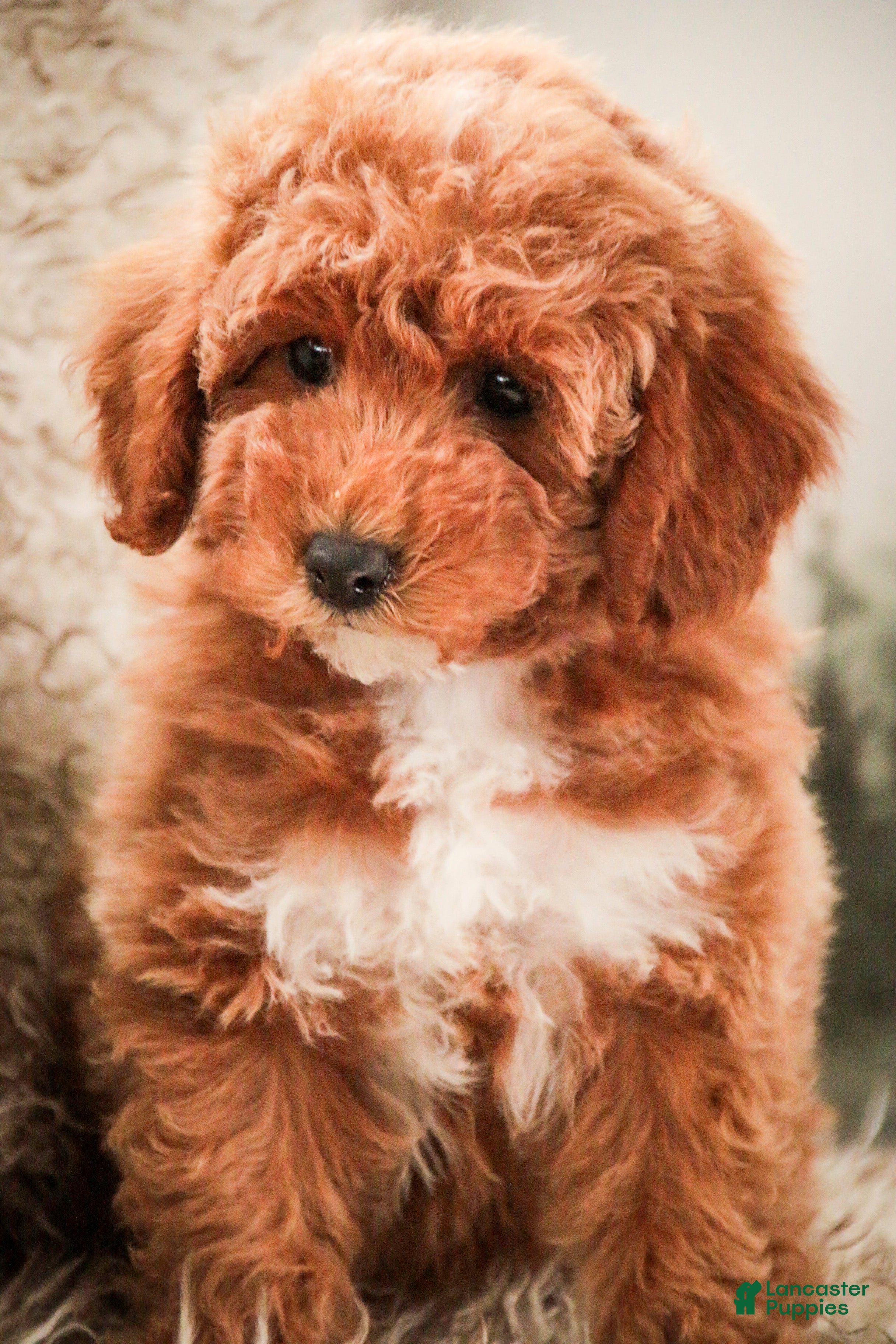 Miniature Poodle dogs Jill - Ad 1