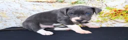 Great Dane dogs for sale: Slate - Ad 8