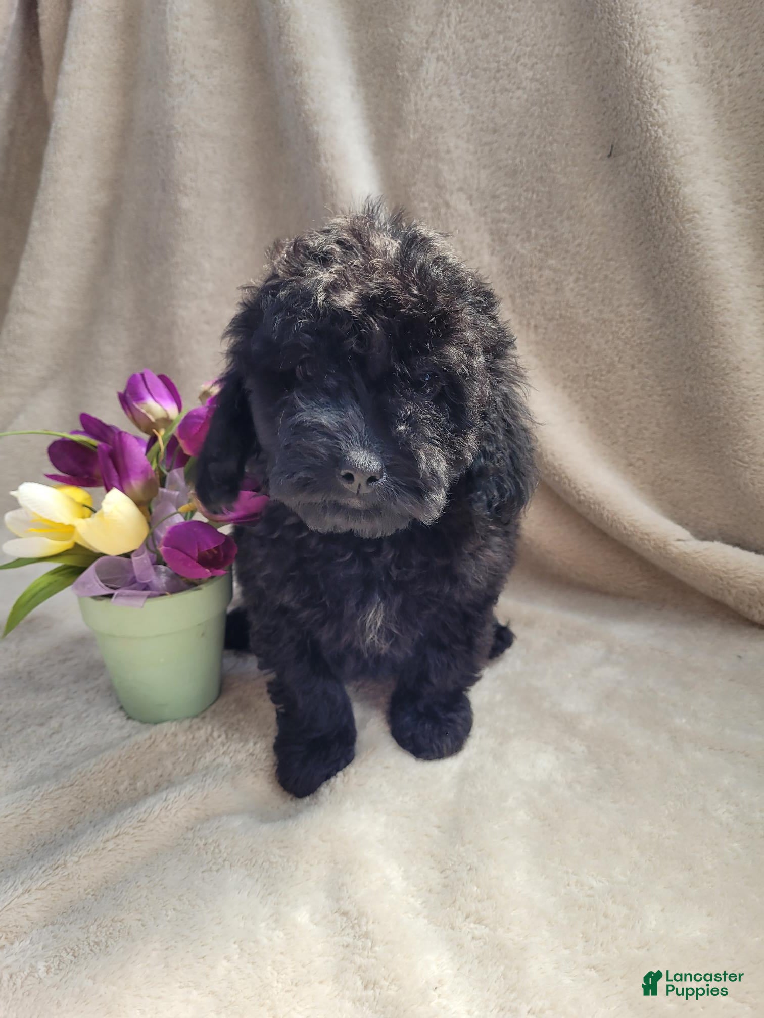 Cavapoo dogs Lily - Ad 1