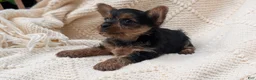 Yorkshire Terrier dogs for sale: Gemma - Ad 4