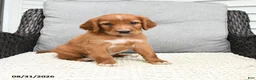 Mixed Breed dogs for sale: Finn - Ad 4