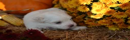 Malshi dogs for sale: Sawyer - Ad 5