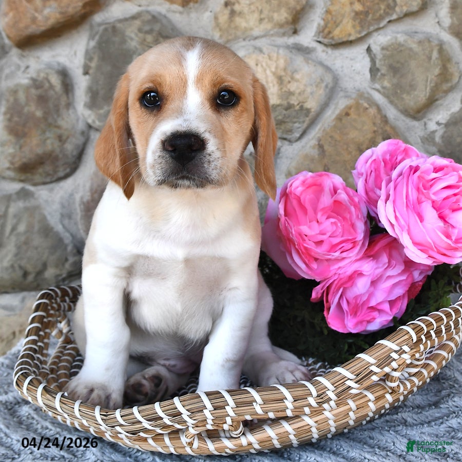 Mixed Breed dogs Lilac - Ad 1