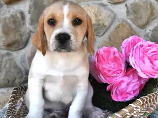Mixed Breed dogs for sale: Lilac - Ad 1