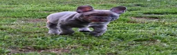 French Bulldog dogs for sale: Milo - Ad 4