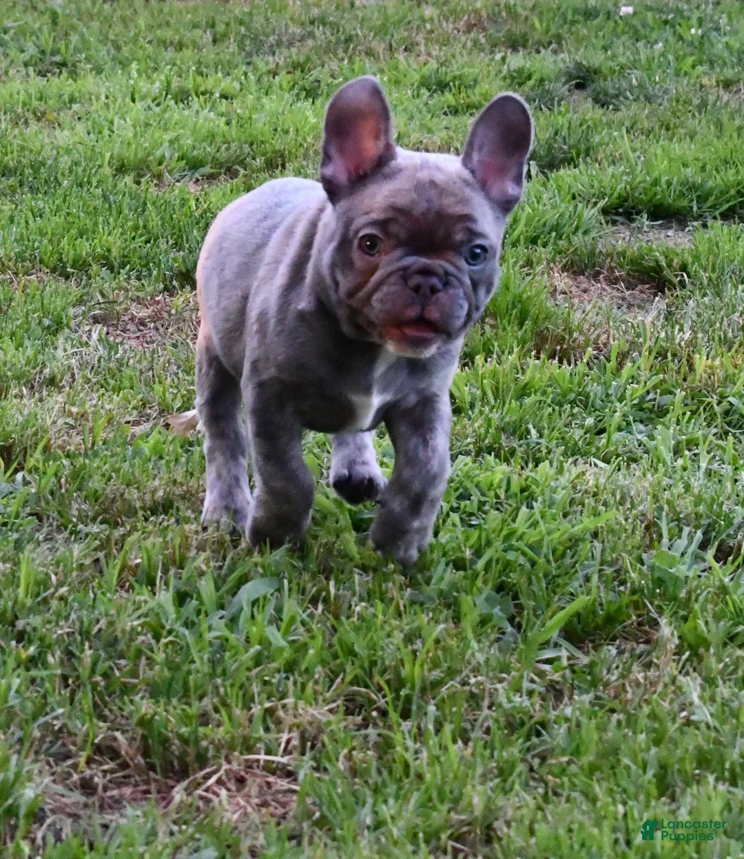 French Bulldog dogs for sale: Milo - Ad 4