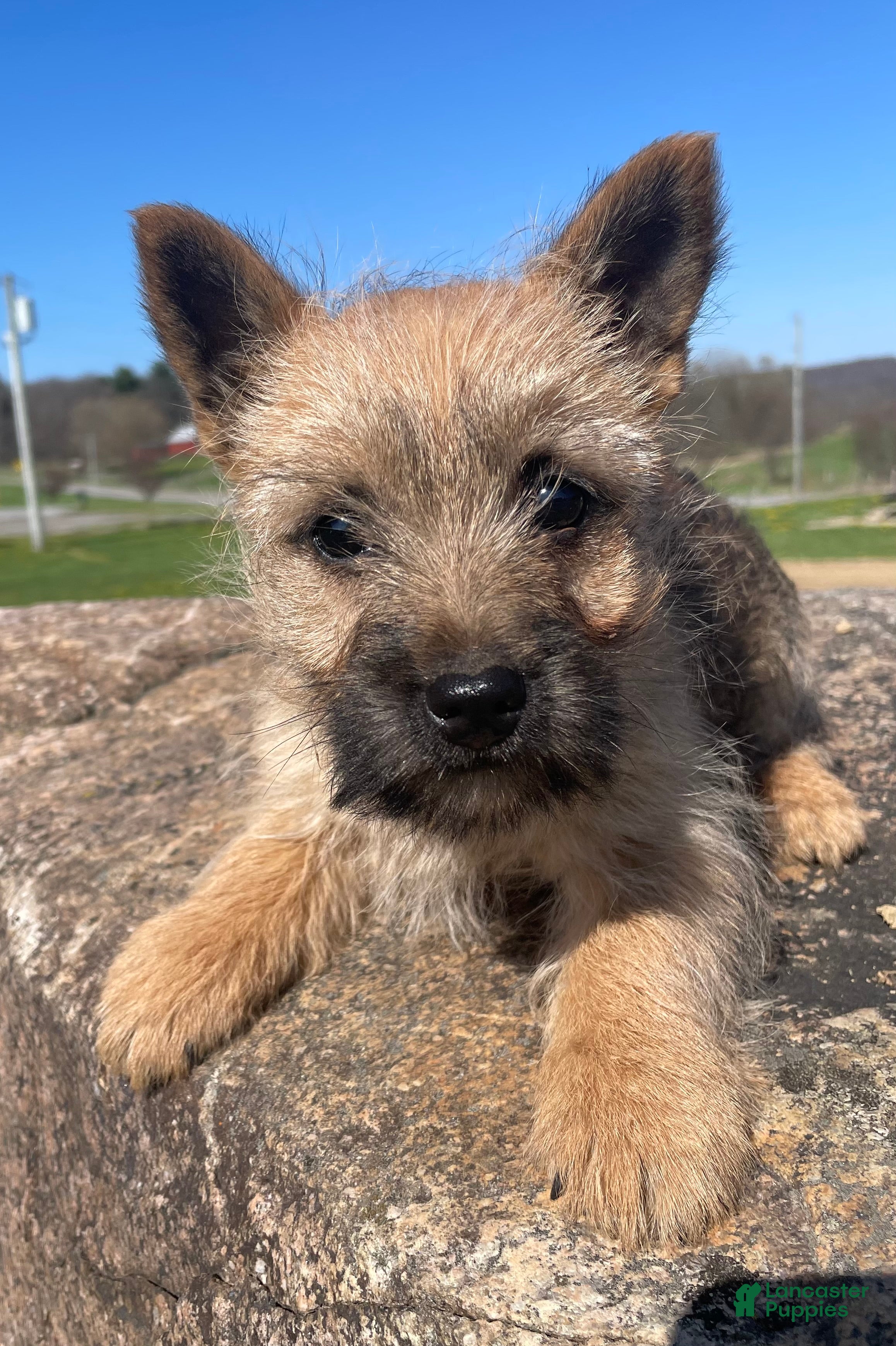Cairn Terrier dogs  Stella - Ad 1