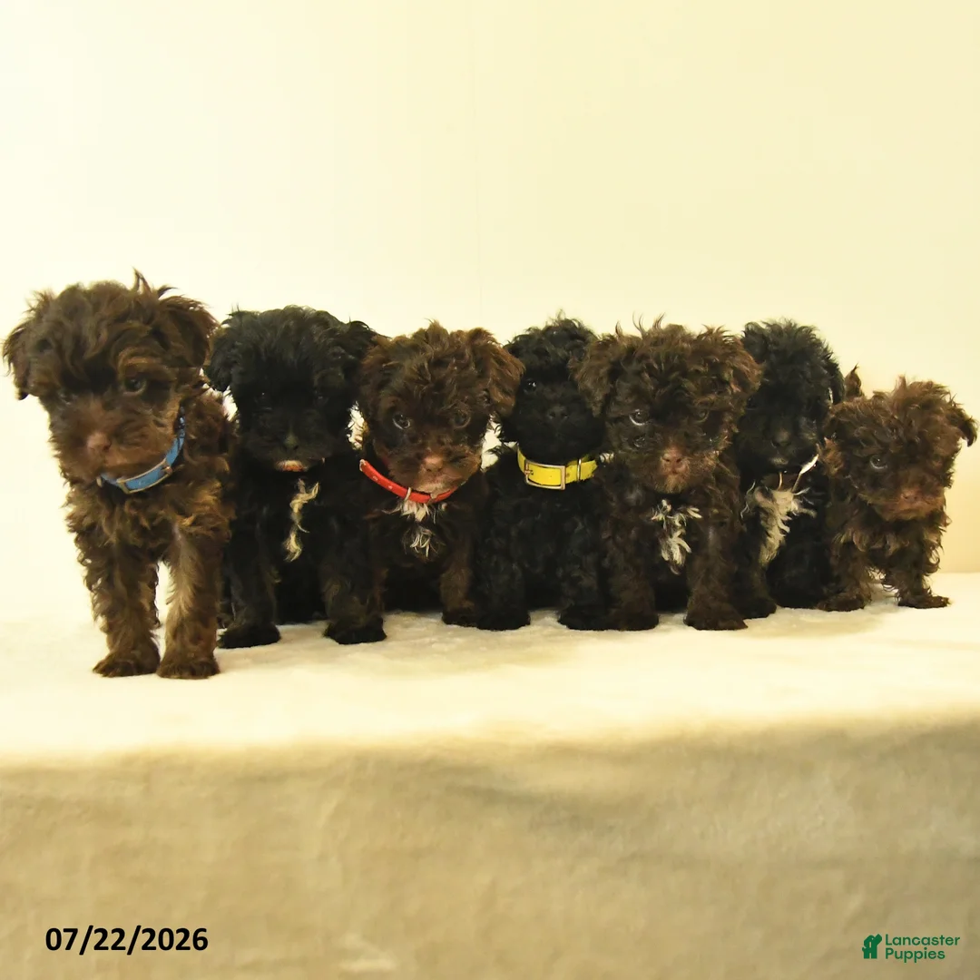 Havapoo dogs for sale: Barkley - Ad 3