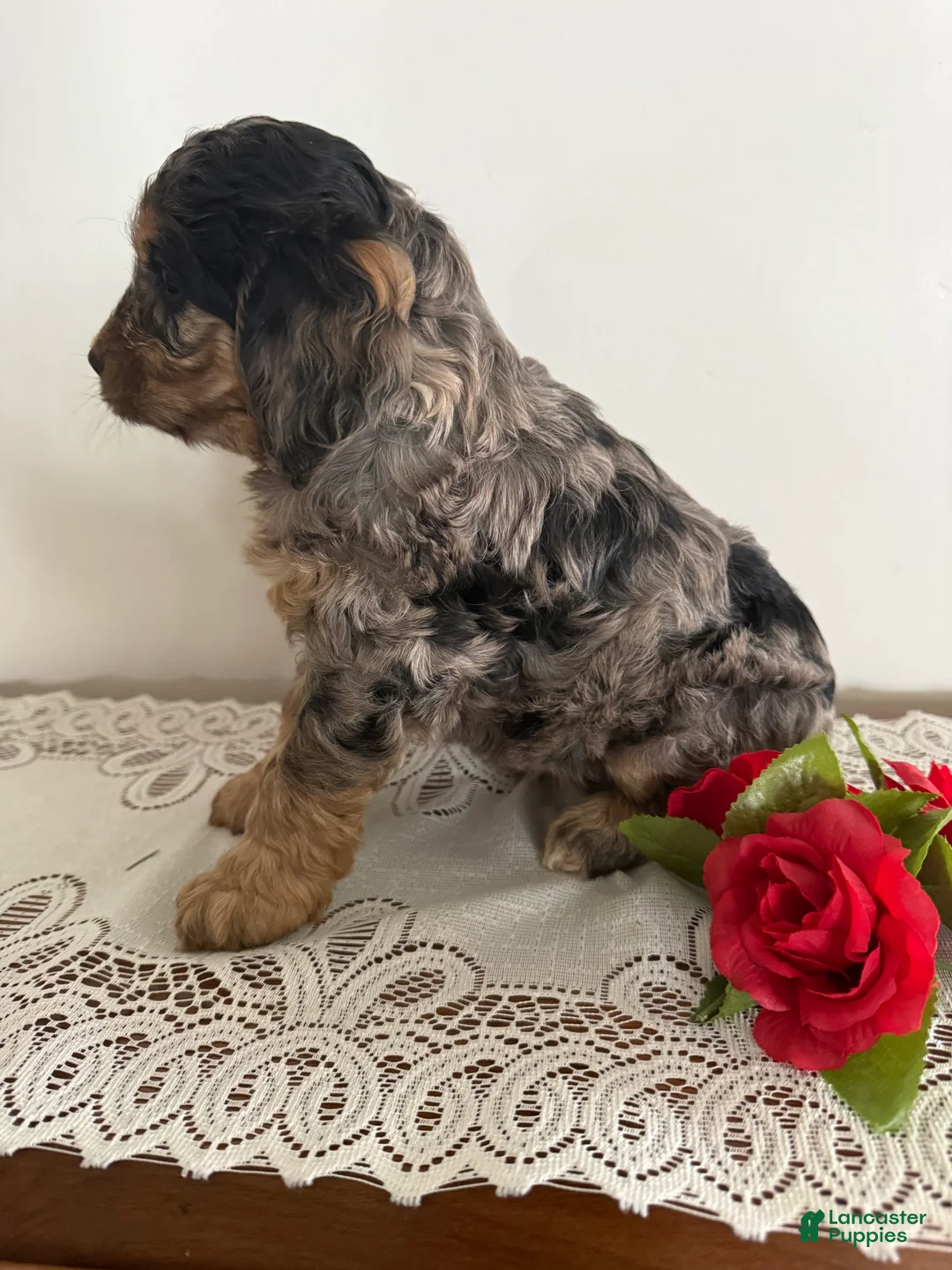 Cockapoo dogs for sale: Cockapoo Puppy 6 - Ad 2