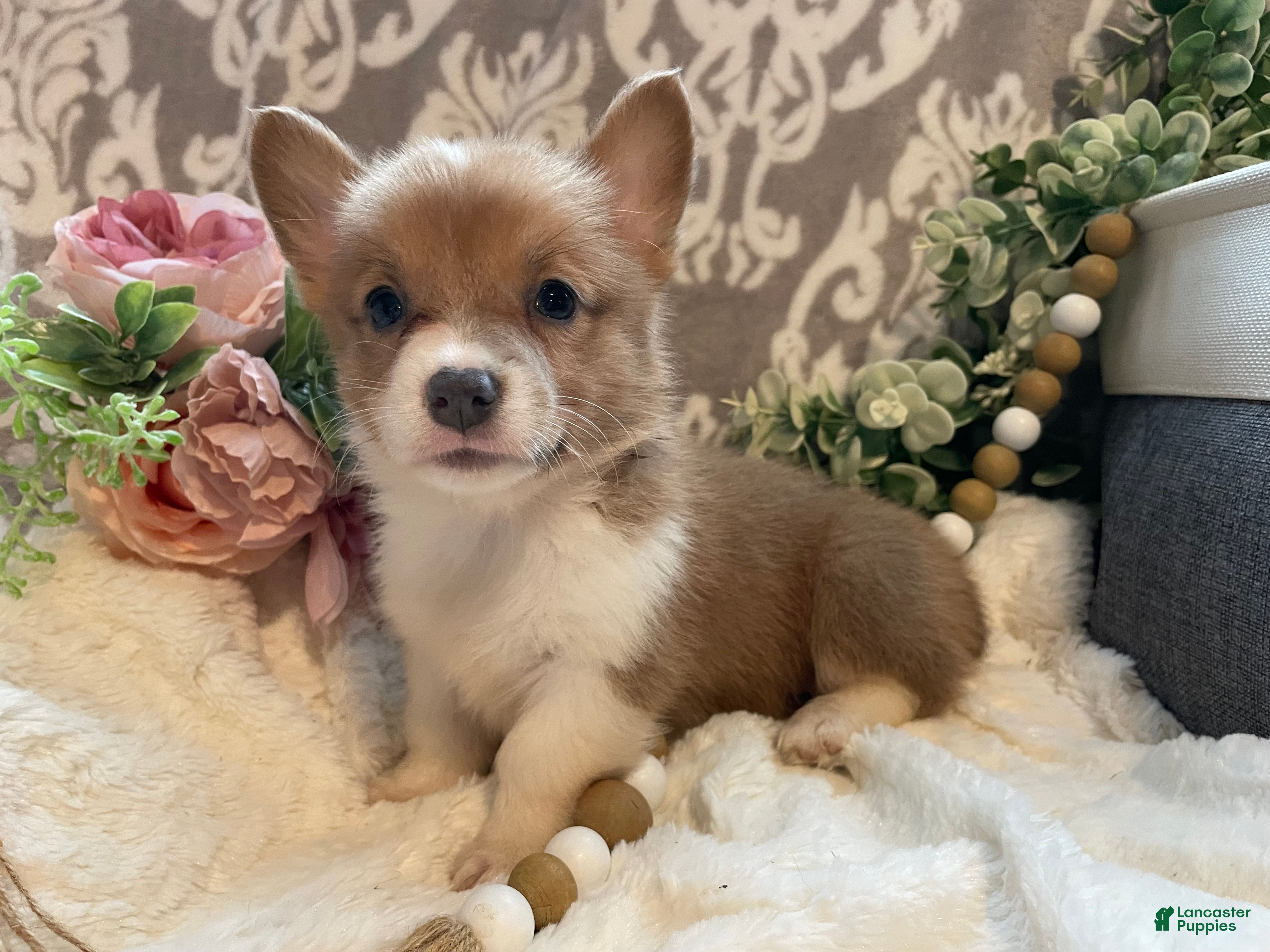 Welsh Corgi Pembroke dogs Sasha - Ad 1