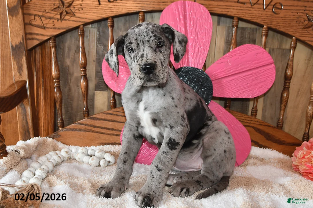 Great Dane dogs for sale: Blossom - Ad 1