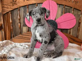 Great Dane dogs Blossom - Ad 12