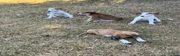 Mixed Breed dogs for sale: Patootsy  - Ad 3