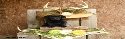 Labrador Retriever dogs for sale: Jet - Ad 1