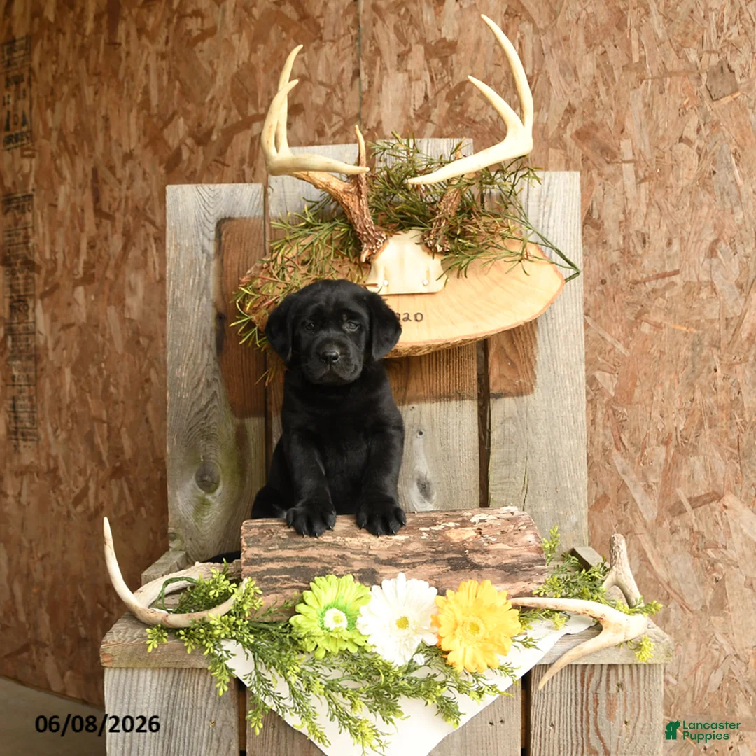 Labrador Retriever dogs for sale: Jet - Ad 1