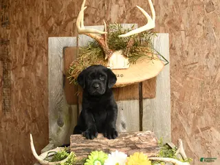 Labrador Retriever dogs for sale: Jet - Ad 2