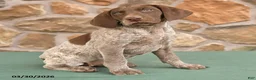 German Shorthaired Pointer dogs for sale: Dora - Ad 3