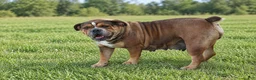 Olde English Bulldogge dogs for sale: Smiley - Ad 3