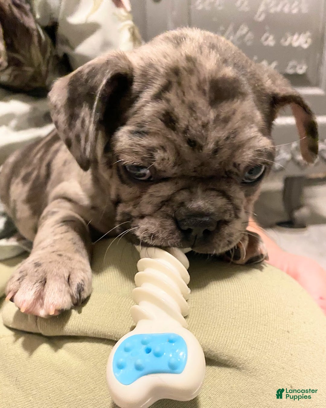 French Bulldog dogs for sale: Sir Sig of House of Hepley - Ad 3