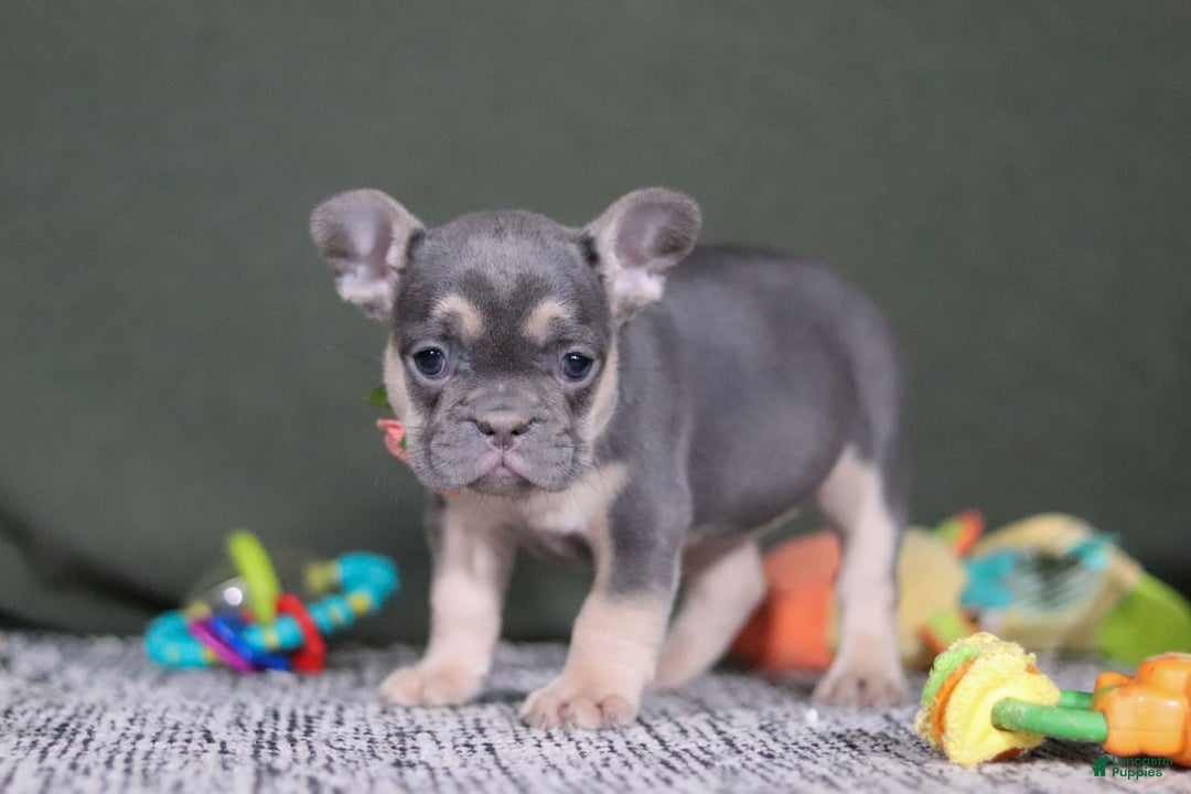 French Bulldog dogs for sale: Bethany - Ad 6